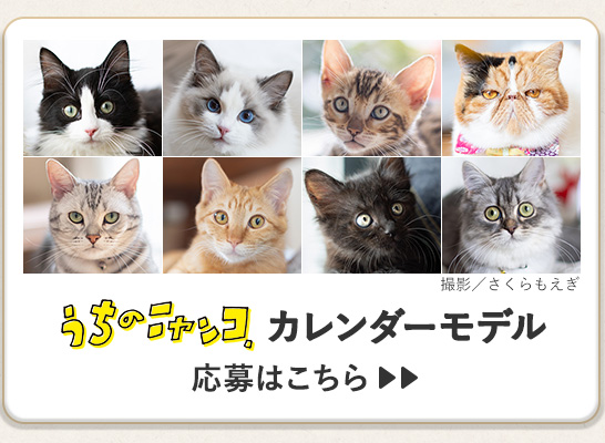 うちのニャンコ。カレンダーモデル募集はこちら>>
