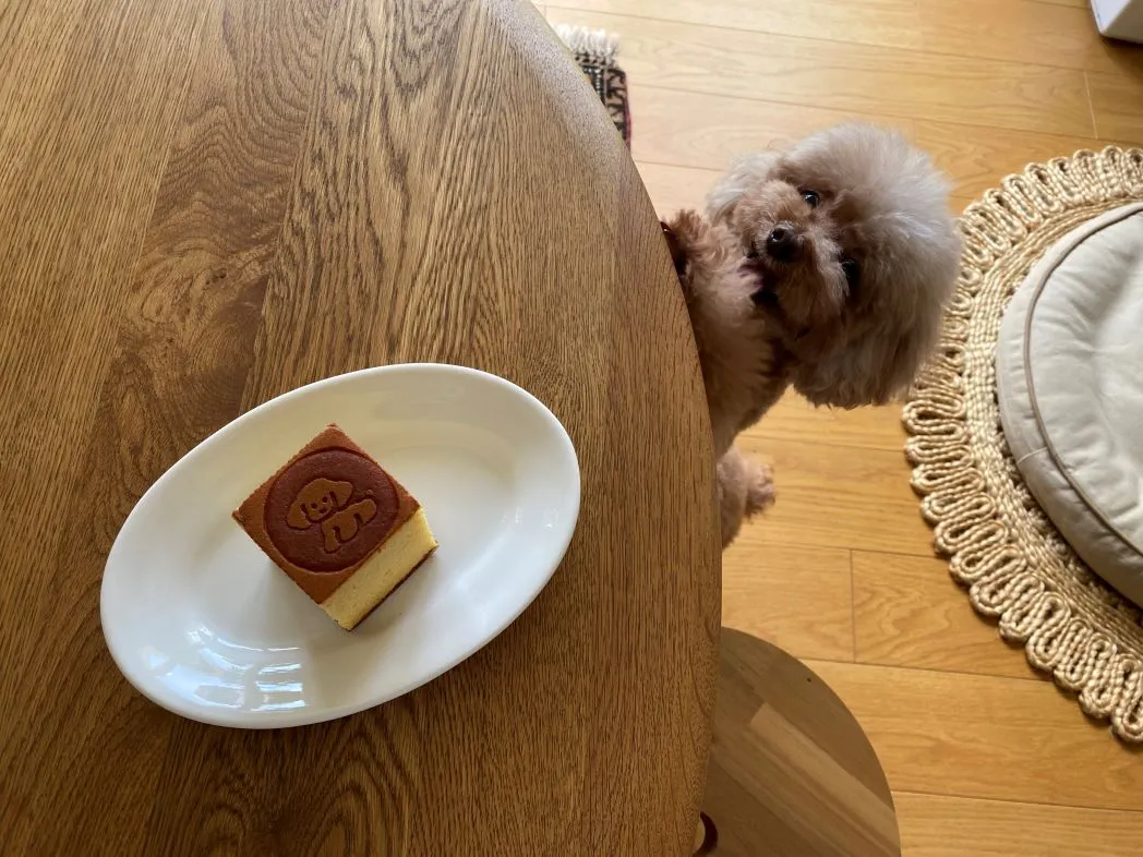 あたちも見せて~!と興奮気味のもこ。