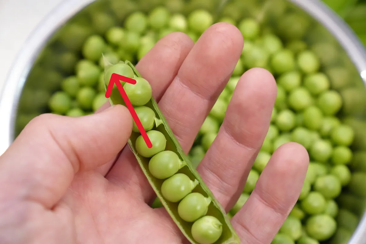 矢印の方向に豆を取ります