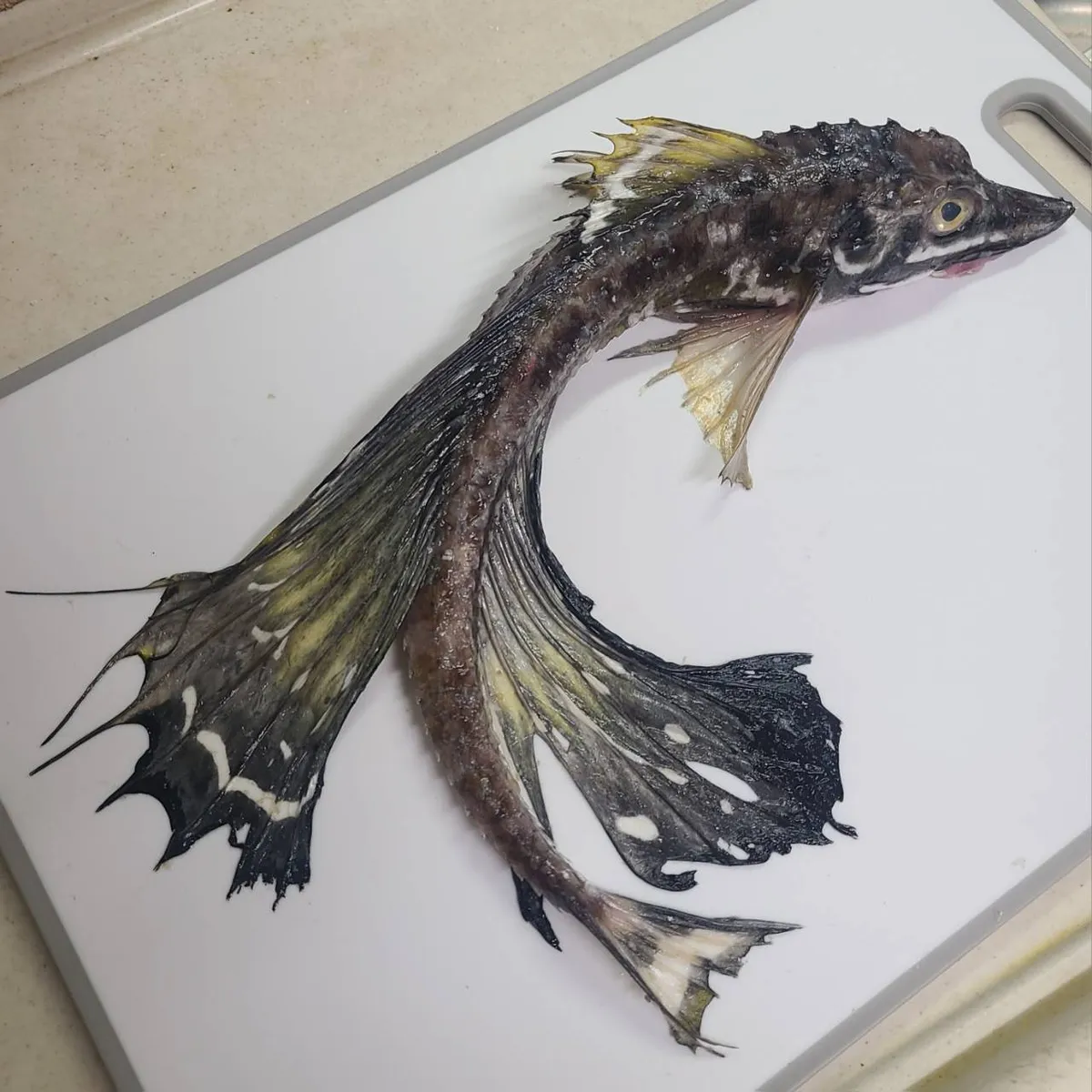 「八角(トクビレ)」という魚。