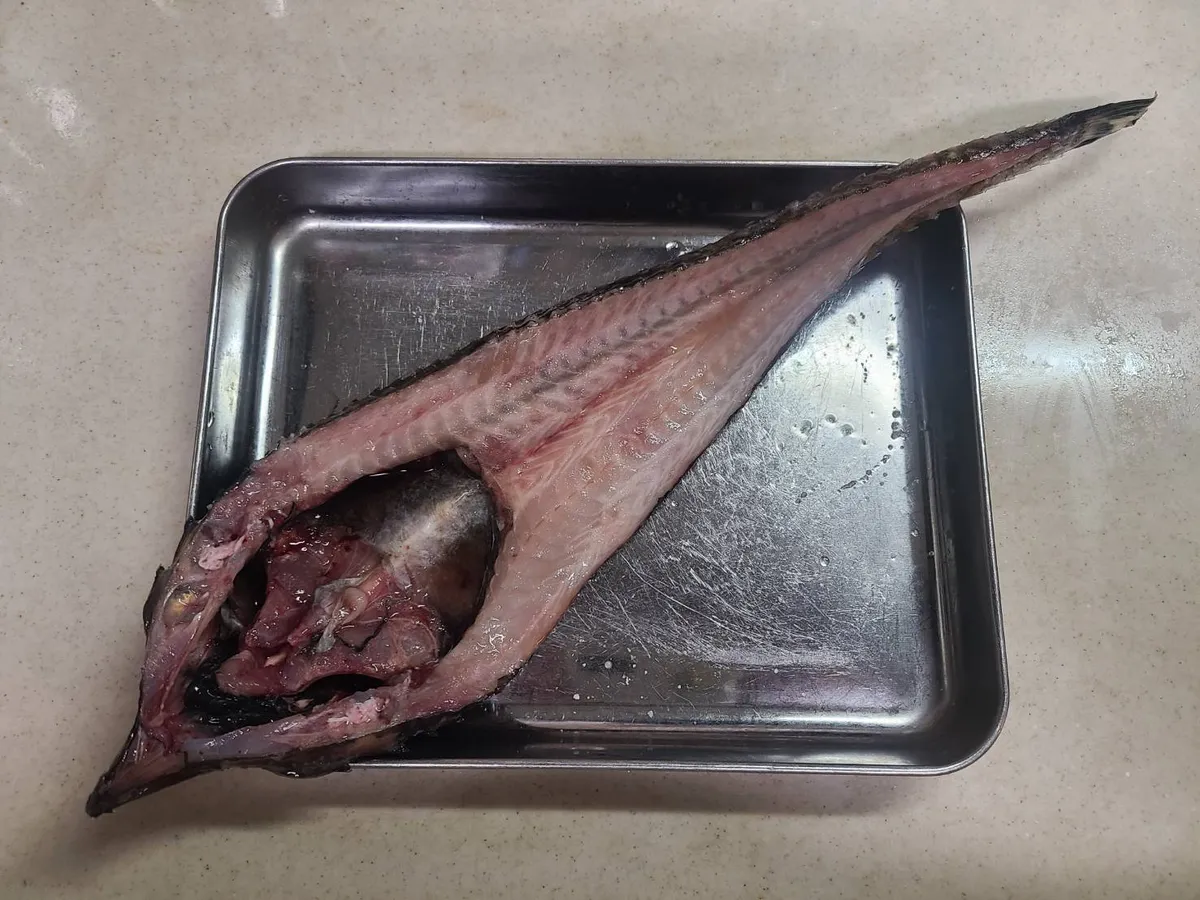八角を背開きした様子。