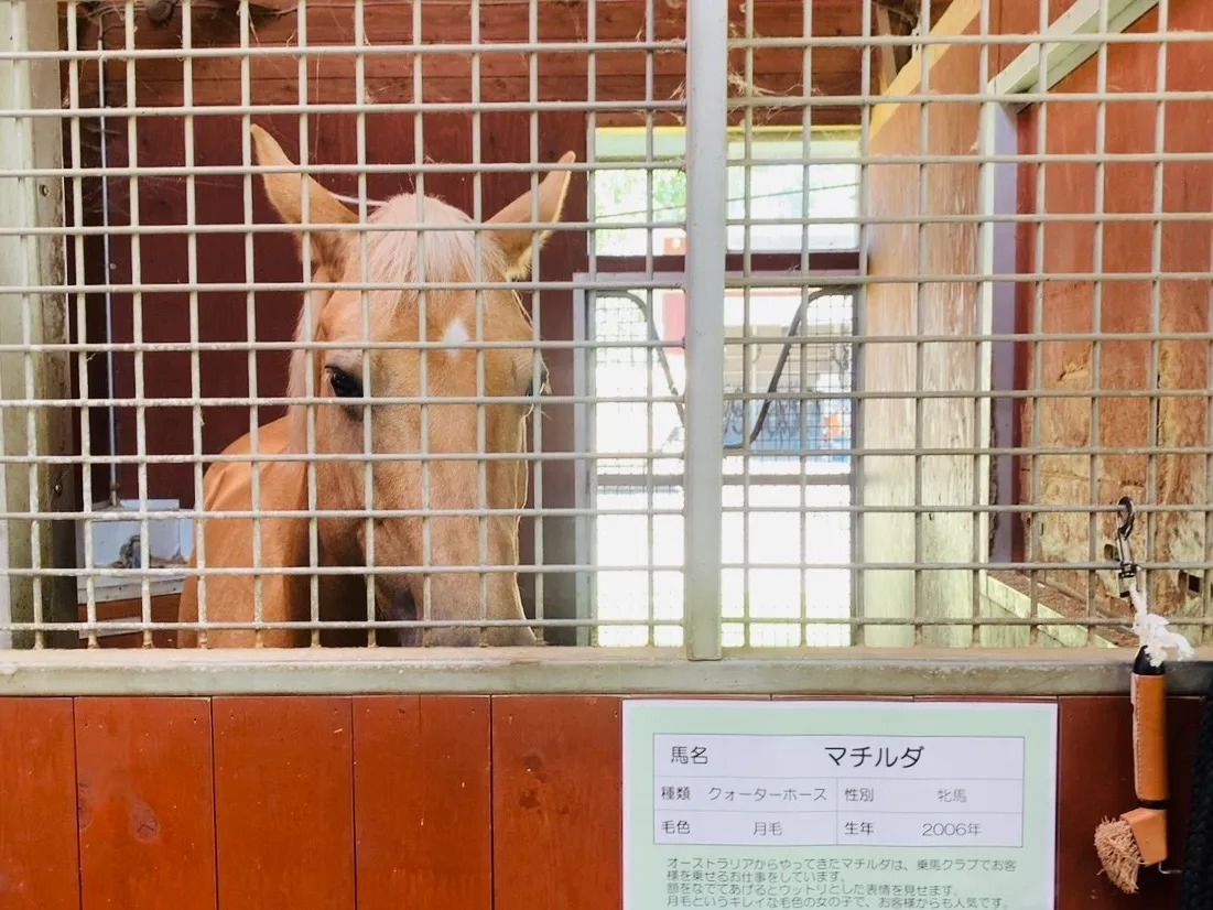 こちらを見つめるマチルダさん
