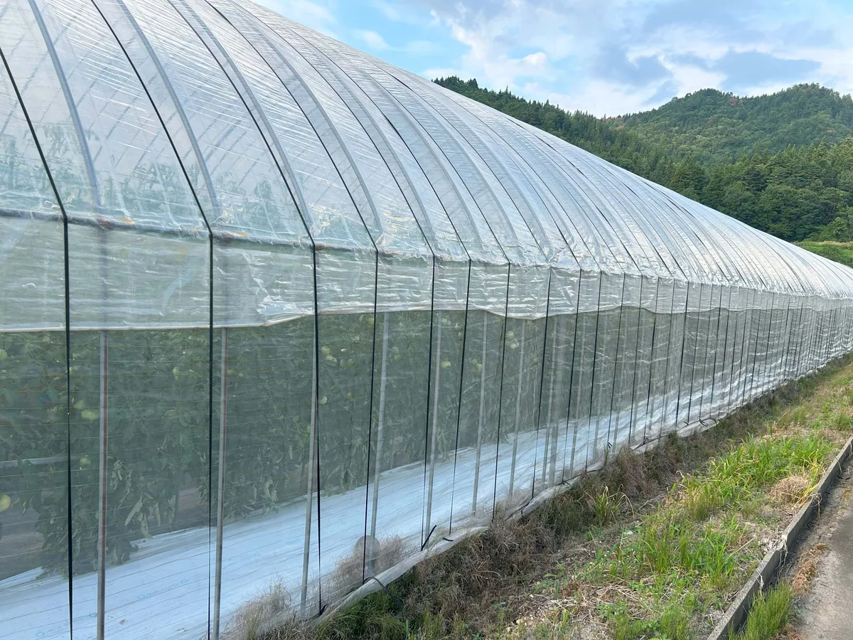 数多く巨大なビーニルハウスが建てられていました