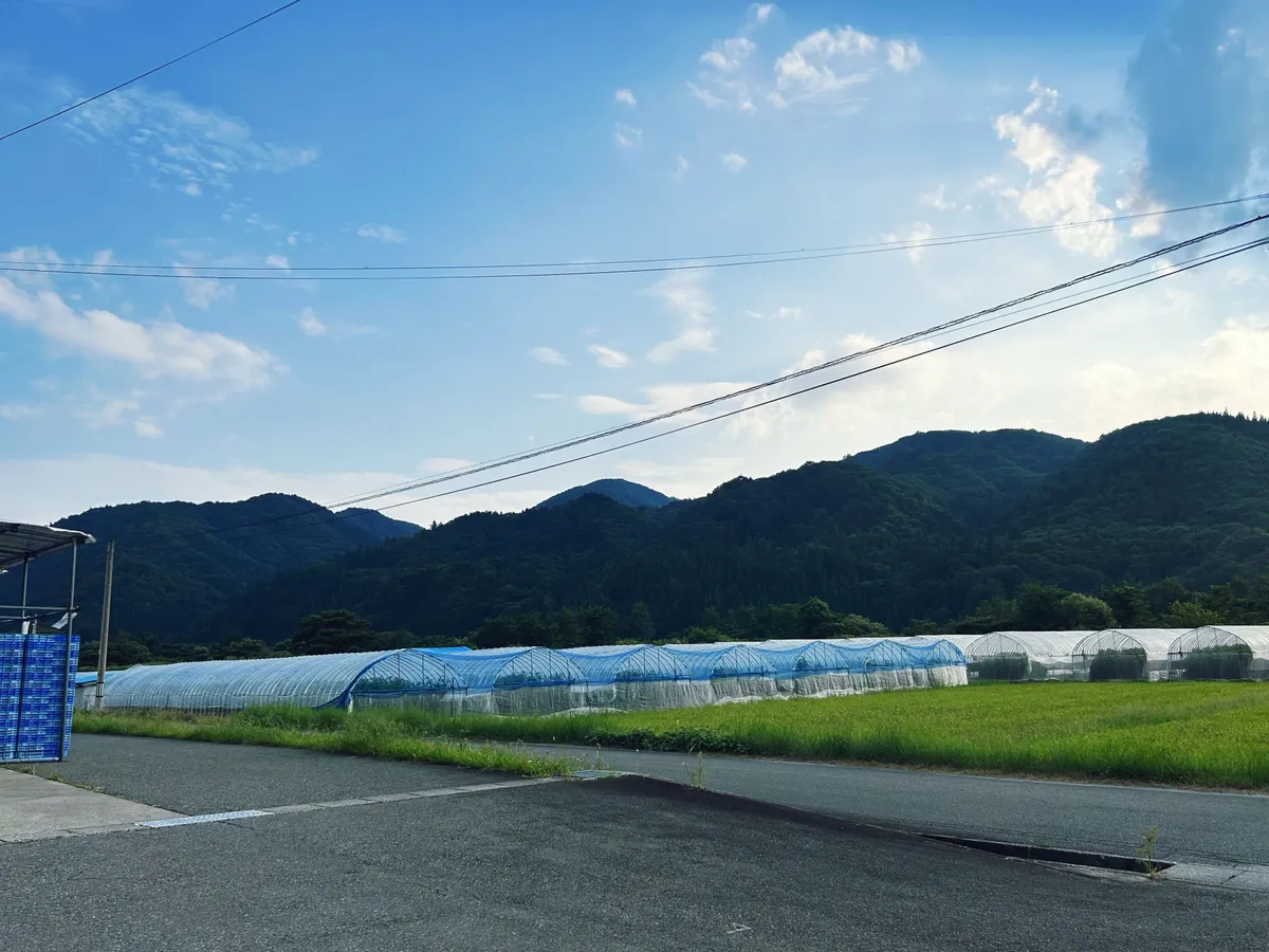 広い土地に、ビニールハウスがぎっしり!