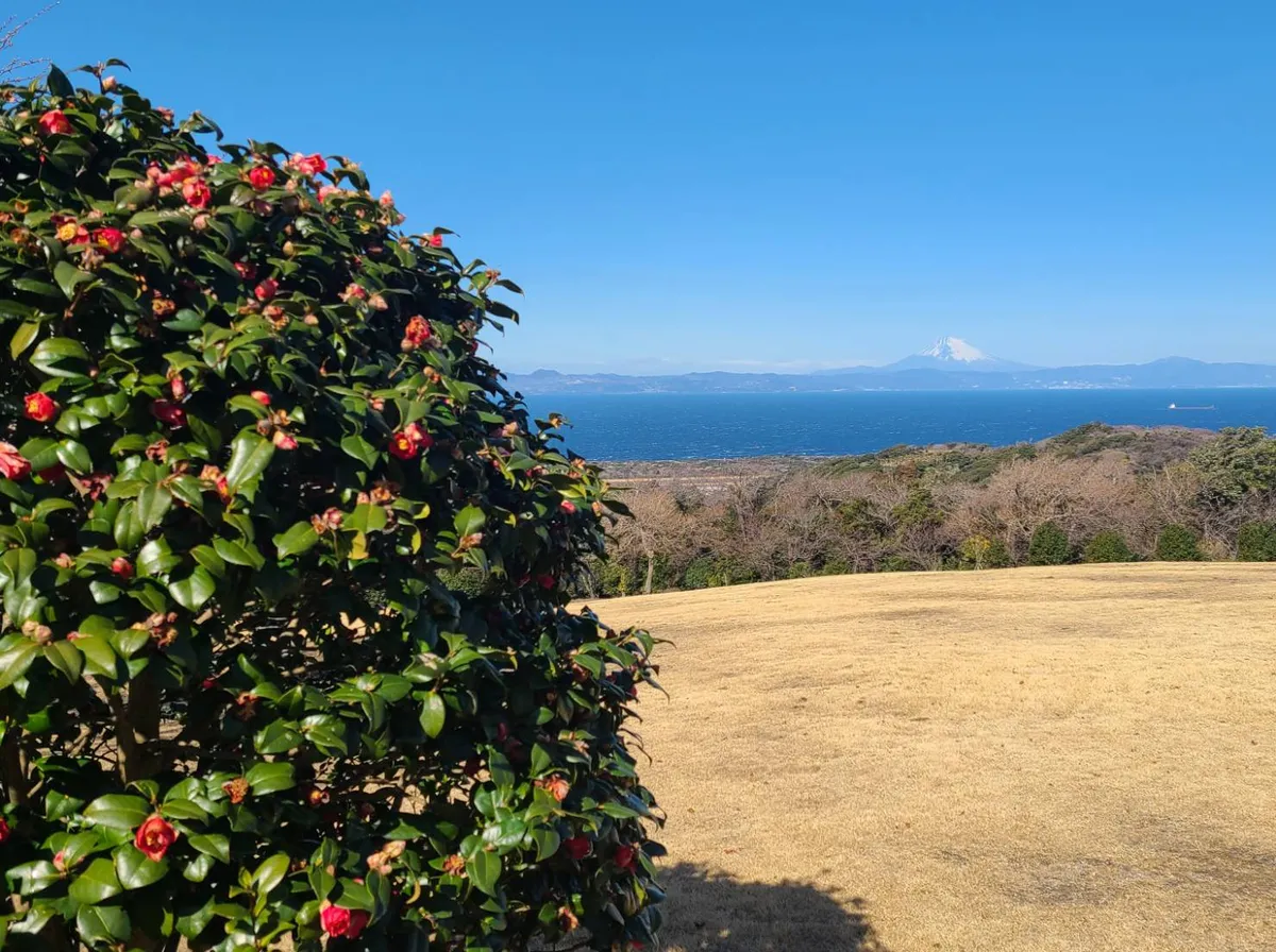 椿花ガーデンから見た富士山
