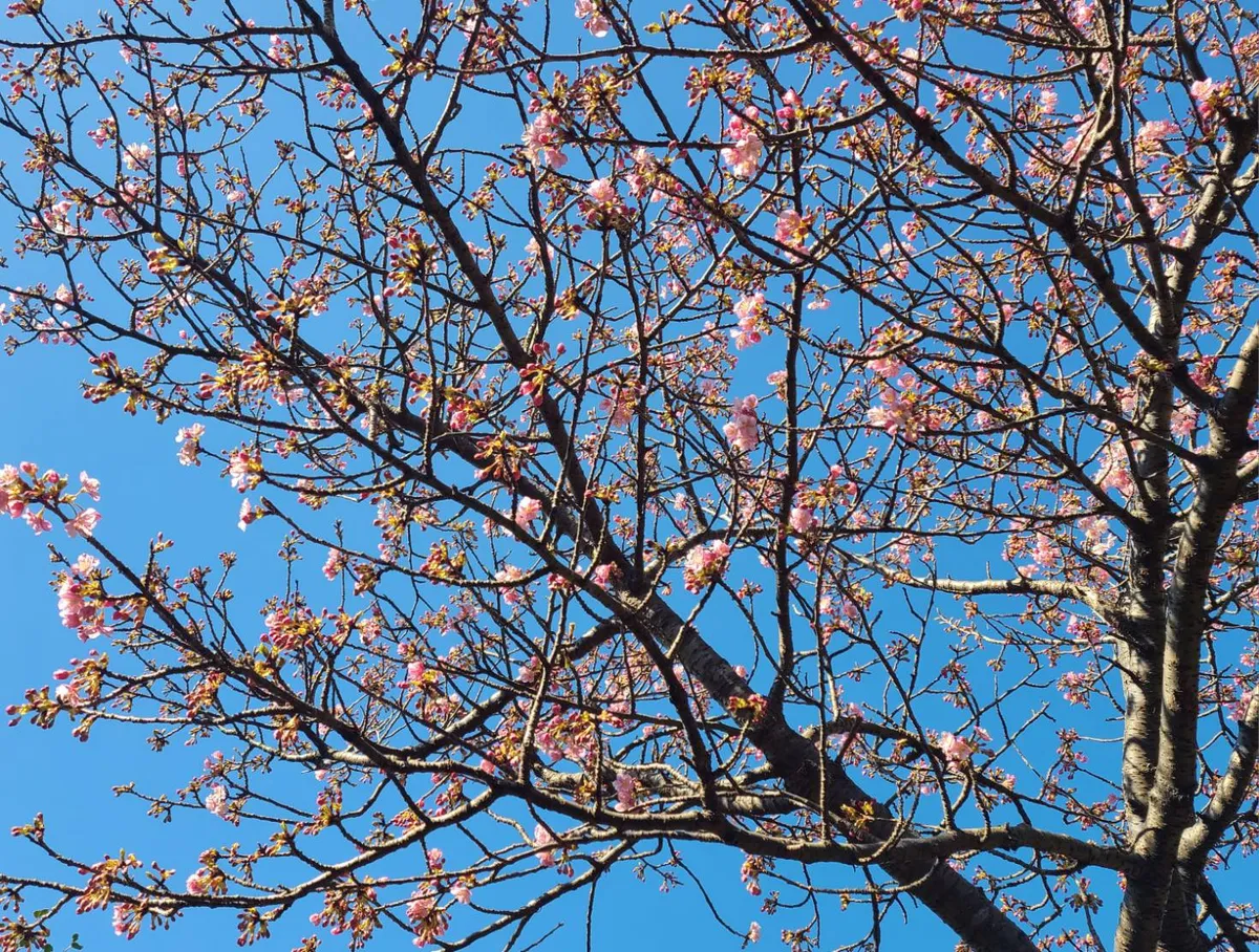 正月桜という早咲きの桜