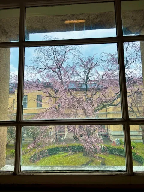 格子窓から見下ろす桜。窓ガラスの厚みから重厚感が感じられます