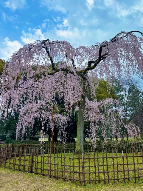 京都御苑南側にある出水の枝垂れ桜