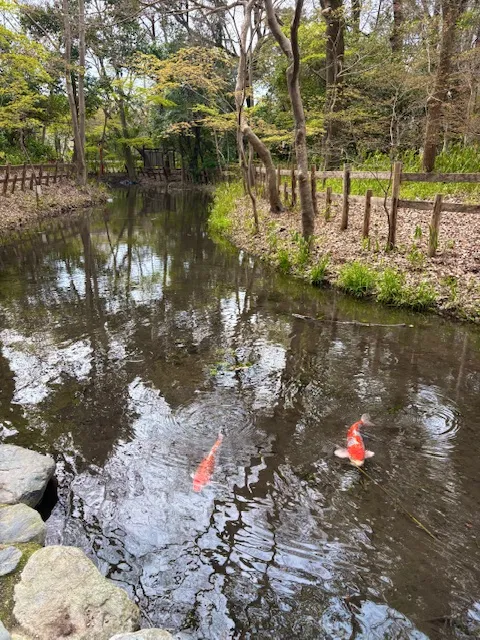 糺の森内には池も。歩いているだけで清々しい気持ちになれる森です。