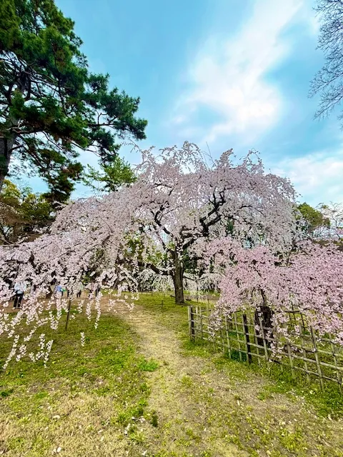 京都御苑北側にある近衛邸跡枝垂れ桜