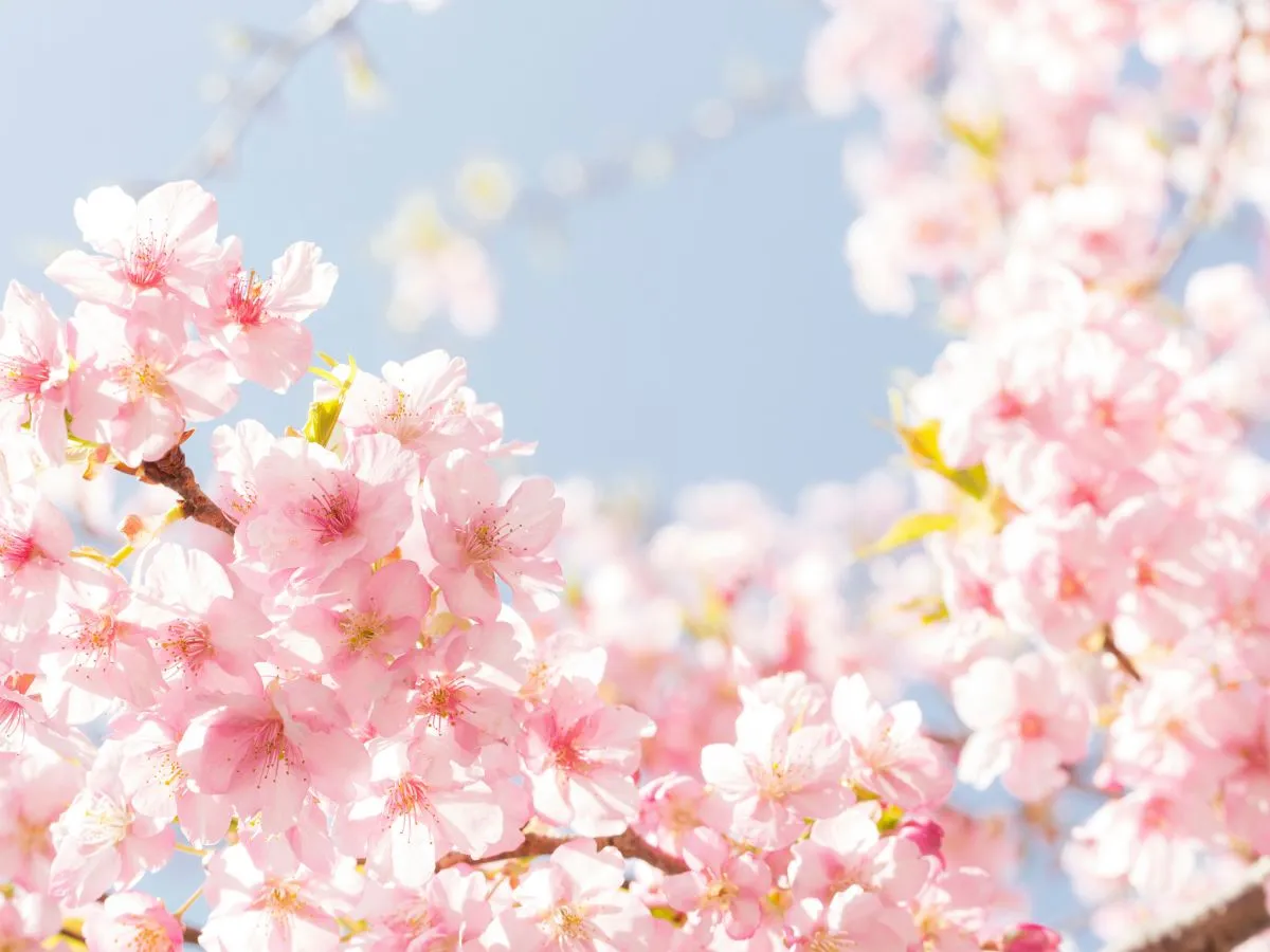 桜がきれいで癒されます