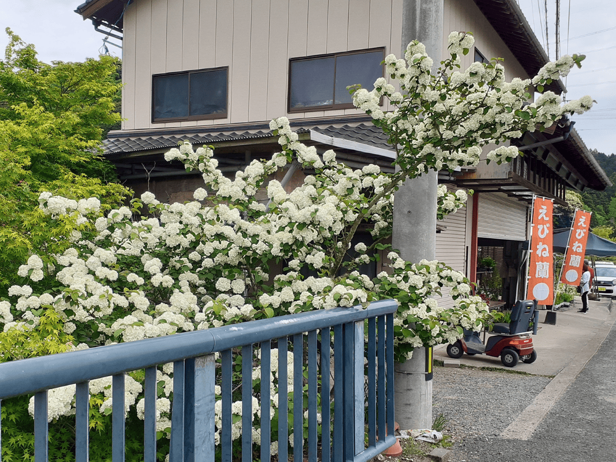途中にきれいな花が咲いていました。