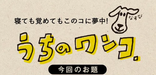 寝ても覚めてもこのコに夢中！　うちのワンコ。