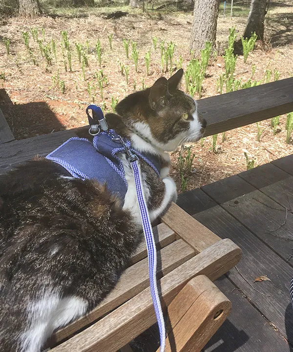 写真：テラスに出た猫
