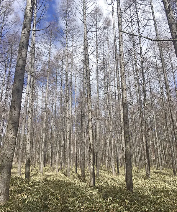 写真：長野の白樺林