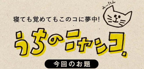 寝ても覚めてもこのコに夢中！　うちのニャンコ。