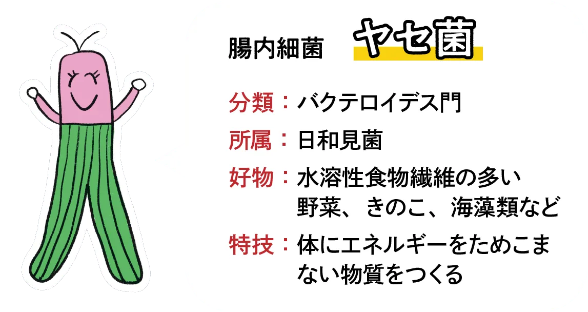 ヤセ菌
分類:バクテロイデス門
所属:日和見菌
好物:水溶性食物繊維の多い野菜、きのこ、海藻類など
特技:体にエネルギーをためこまない物質をつくる