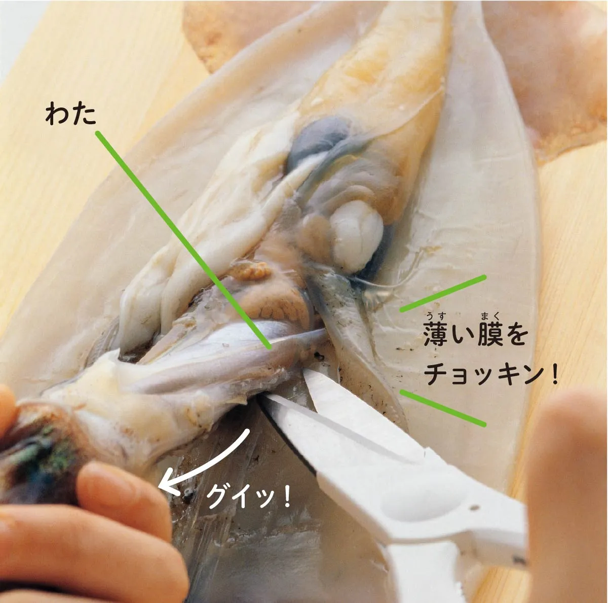 いかのさばき方　キッチンばさみで、いかの胴からわたを切り離す