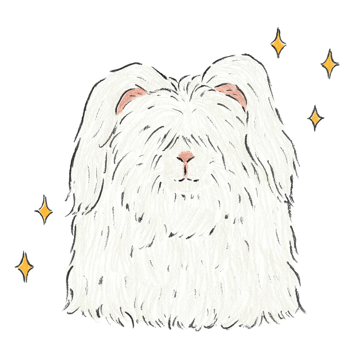 アンゴラうさぎ