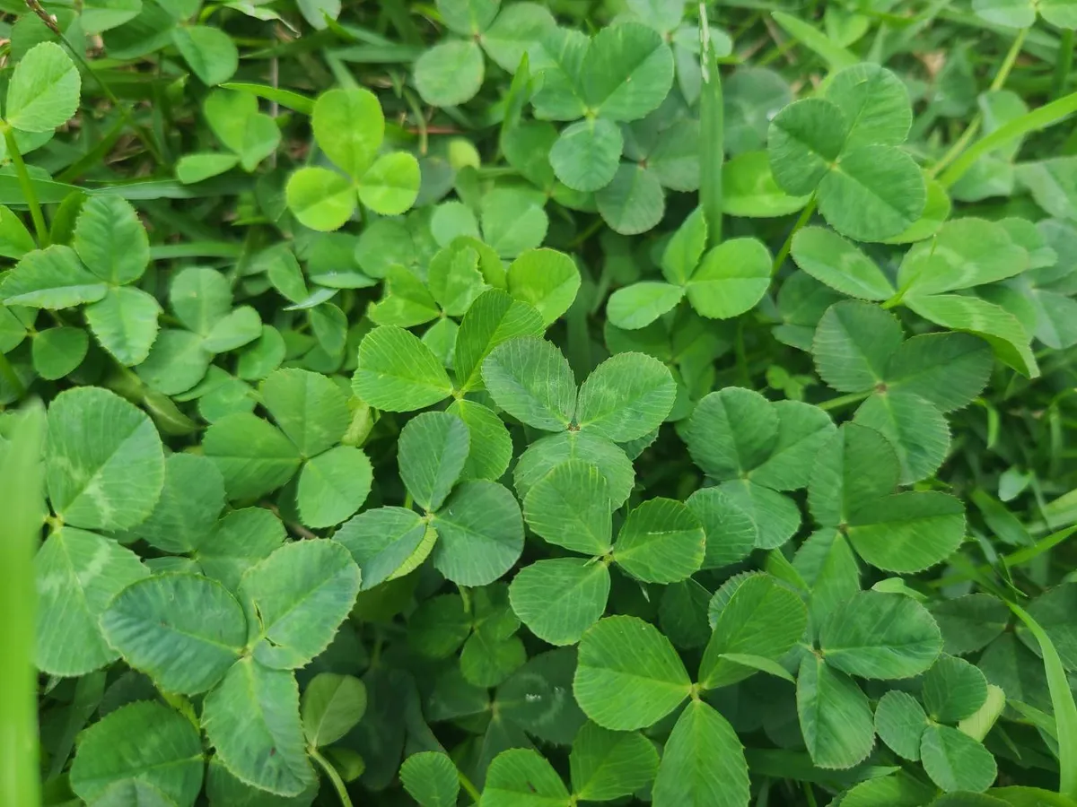 シロツメクサの茂み