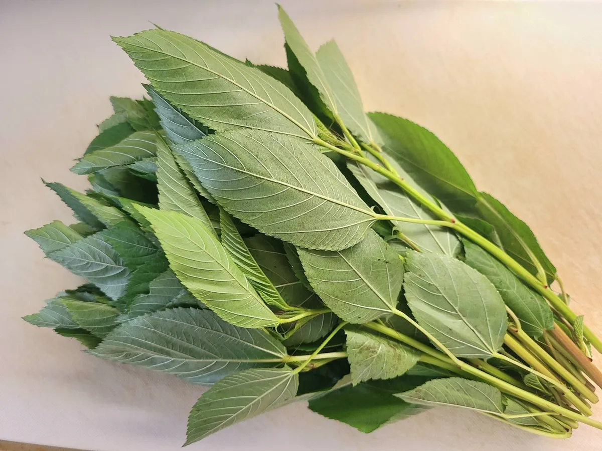 「王様の野菜」、モロヘイヤ