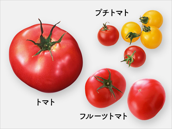 トマト| 旬のきほん 野菜 | オレンジページnet