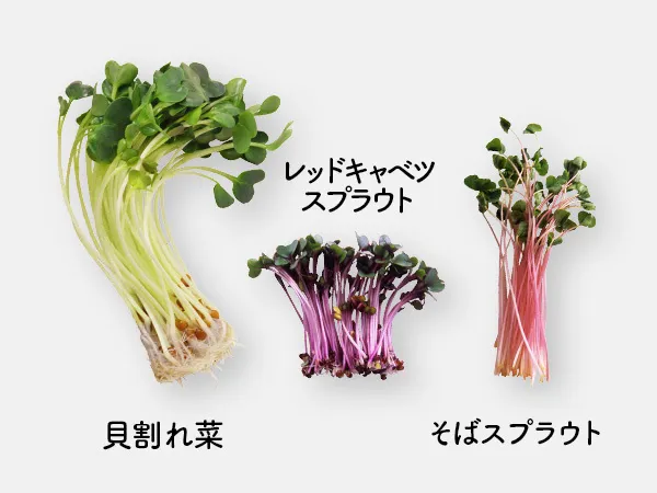 貝割れ菜　スプラウト